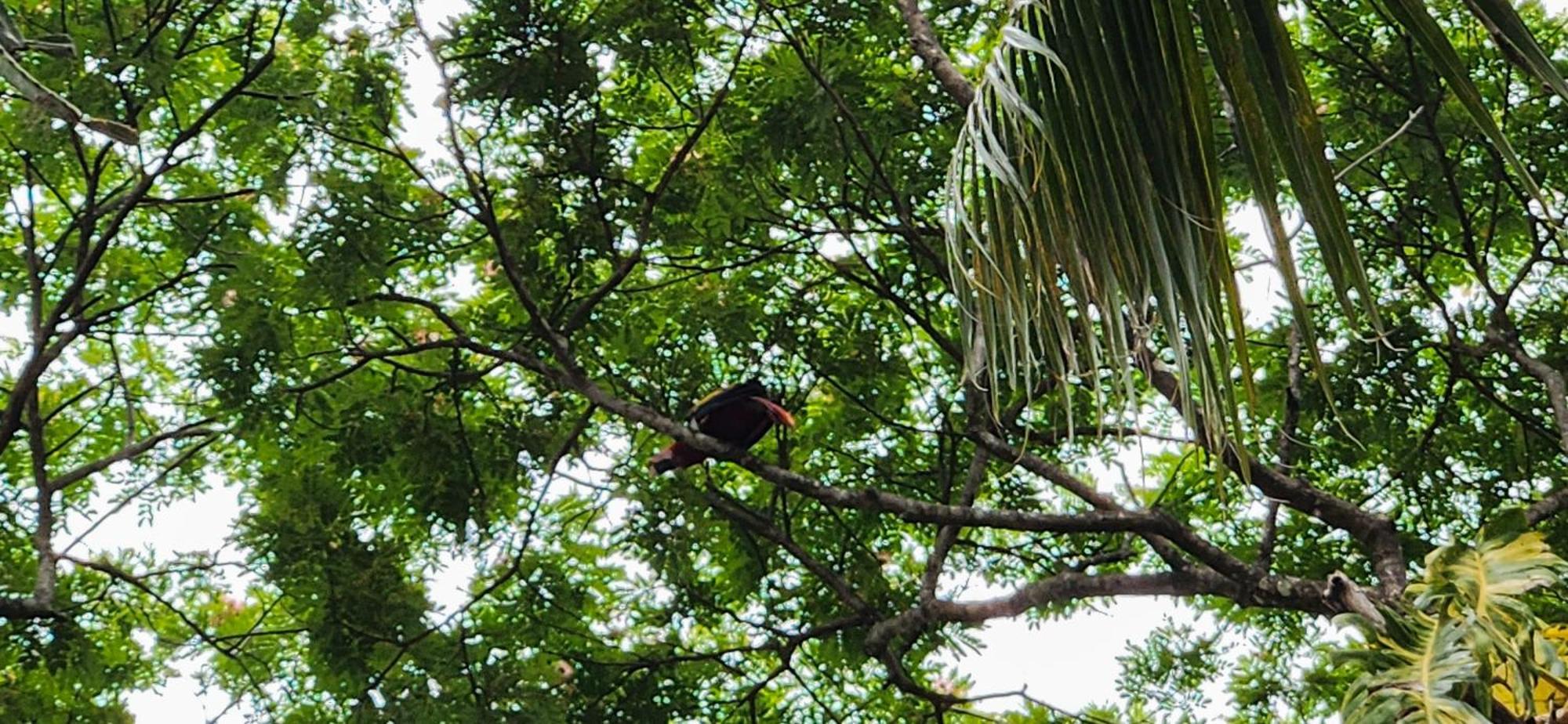 Macaw Paradise ฆาโก ภายนอก รูปภาพ