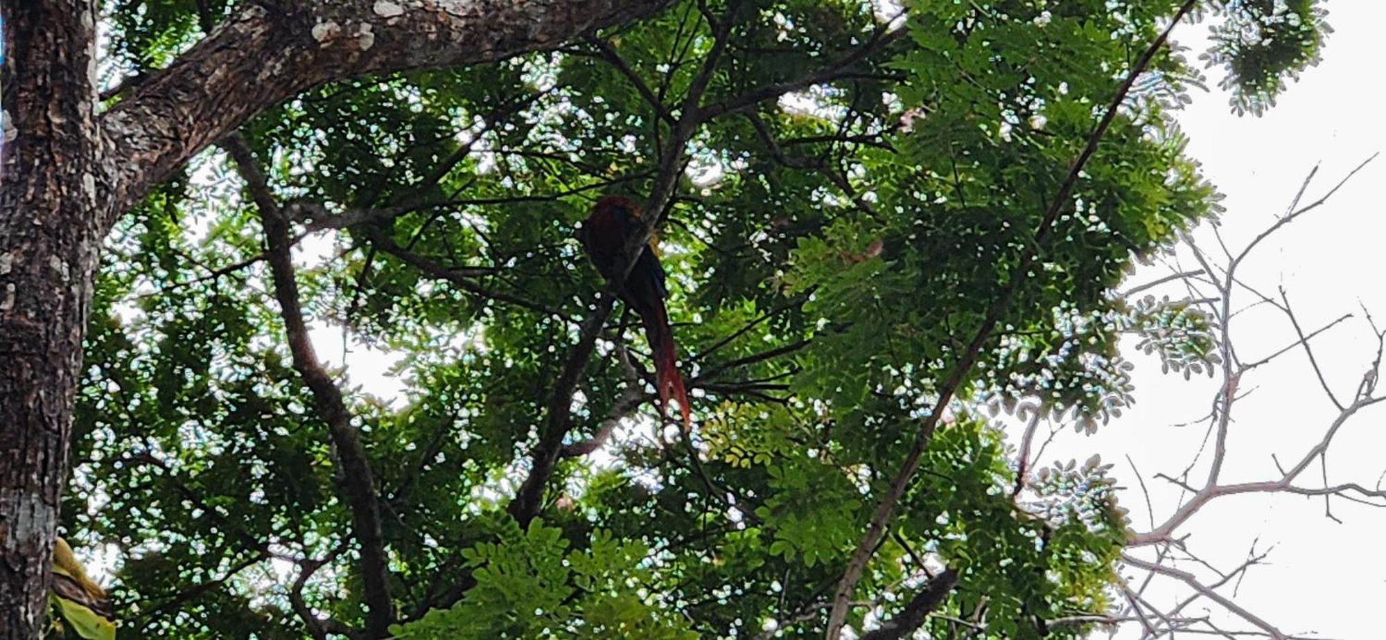 Macaw Paradise ฆาโก ภายนอก รูปภาพ