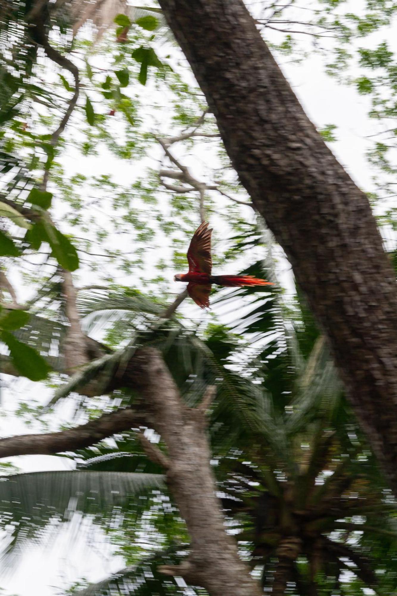 Macaw Paradise ฆาโก ภายนอก รูปภาพ