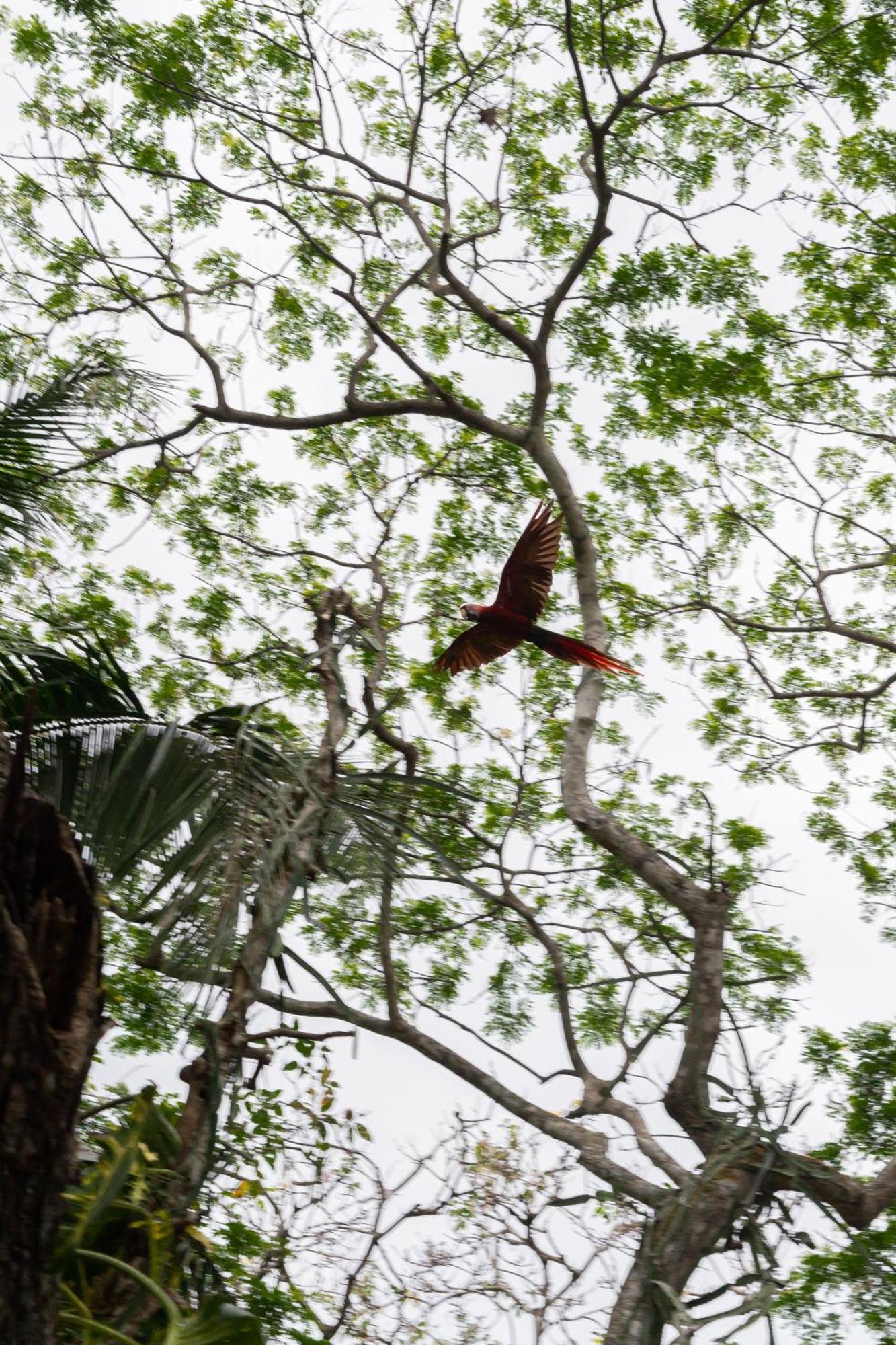 Macaw Paradise ฆาโก ภายนอก รูปภาพ